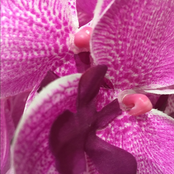 Meet your Posher, Ebony - Picture 7 of 8